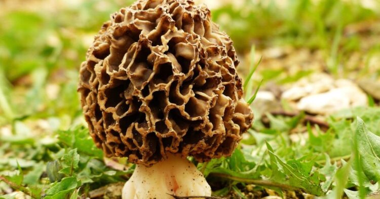 10 Tips To Grow Morel Mushrooms At Home Like A Pro