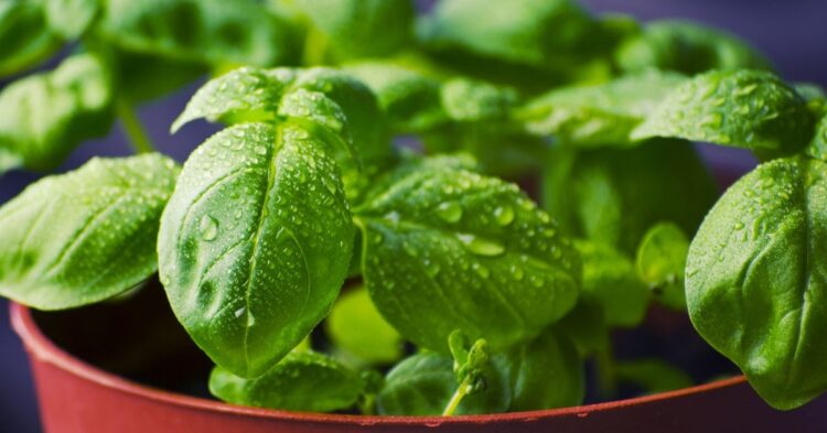 10 Smart Habits That Help Basil Plants Last All Summer
