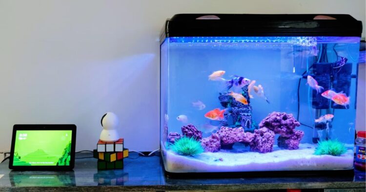 10 Reasons Why An Aquarium Is A Great Addition To Your Home