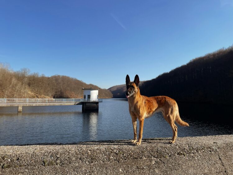a dog standing on the edge of a body of water