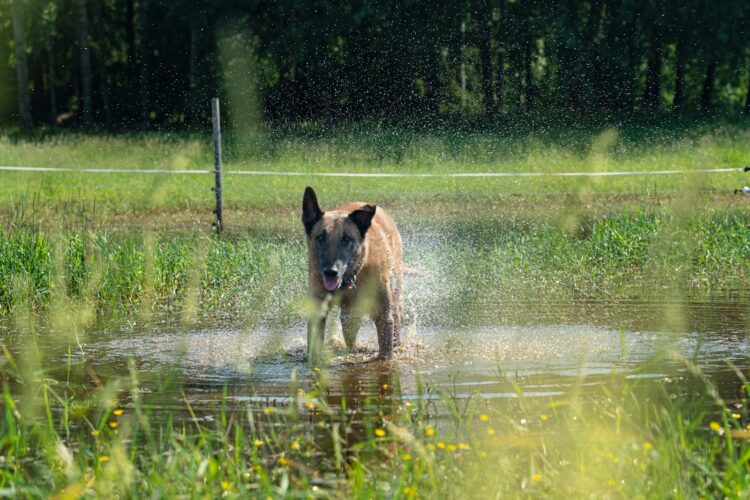 a dog standing in a puddle