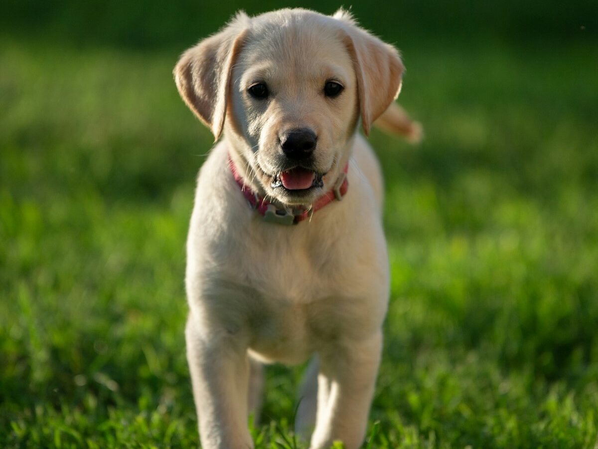 yellow Labrador retriever puppy