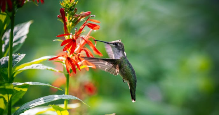 10 Garden Colors That Make Birds Flock To Your Yard