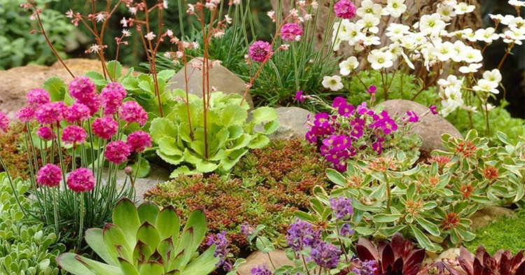 10 Easy Steps To Make a Rockery Garden From Scratch