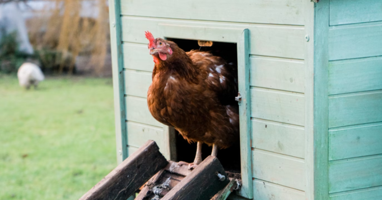 10 Things People Get Wrong When Building A Chicken Coop