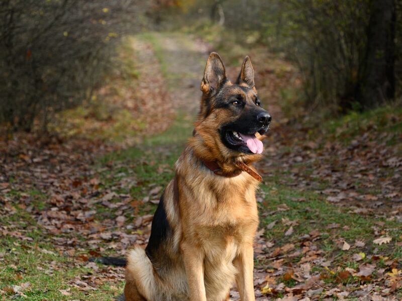 brown and black german shepherd on green grass field