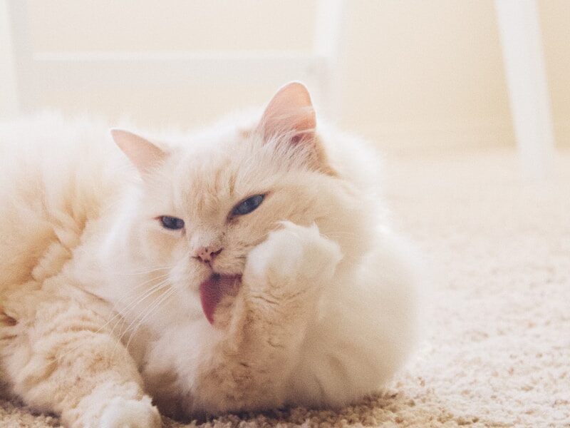 cat lying on mat