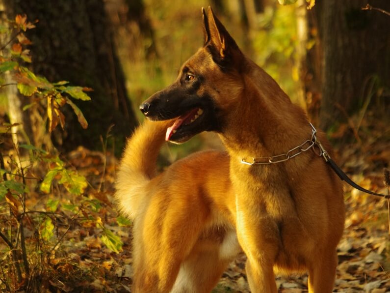 a brown dog standing on top of a leaf covered forest
