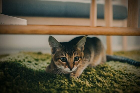 Image showcasing 15 Warning Signs In Your Cat’s Behaviour You Should Never Ignore - Housely