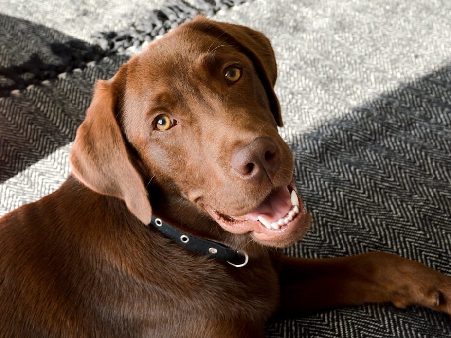 brown short coated dog lying on gray carpet