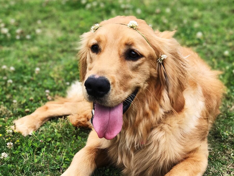 golden retriever sitting on green grass