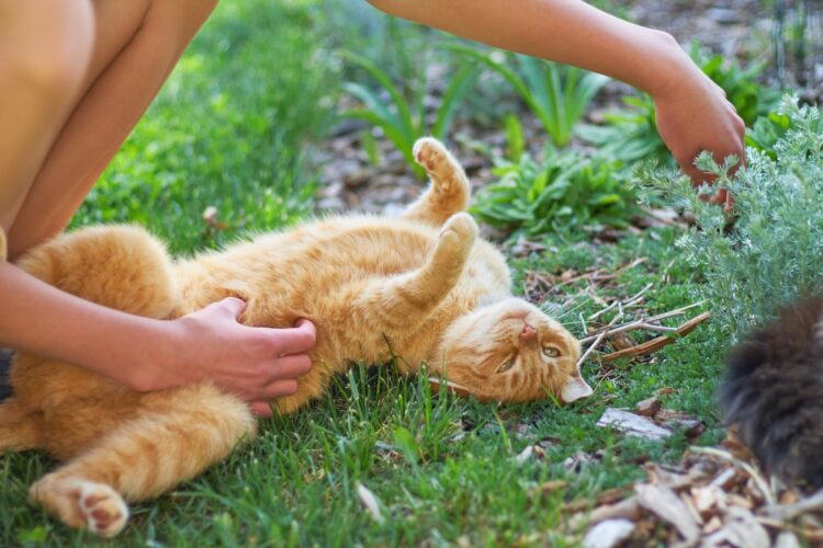 A person petting a cat on the grass