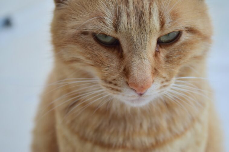Picture of 15 Warning Signs In Your Cat’s Behaviour You Should Never Ignore - Housely