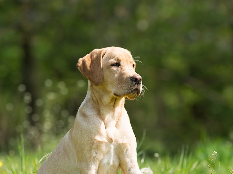selective focus photo of short-coated brown dog lying on grass field