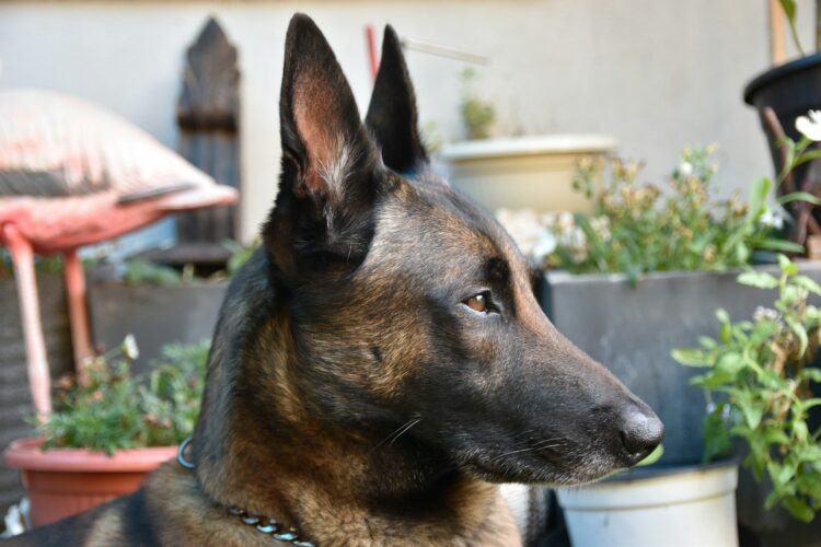 A german shepherd sitting in front of some potted plants
