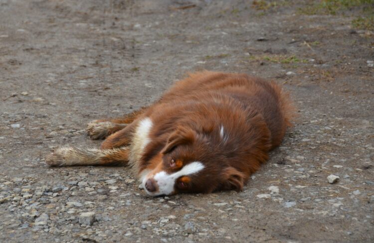 a brown and white dog laying on the ground