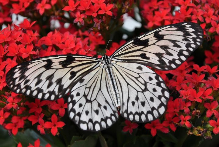 Butterflies Taste With Their Feet