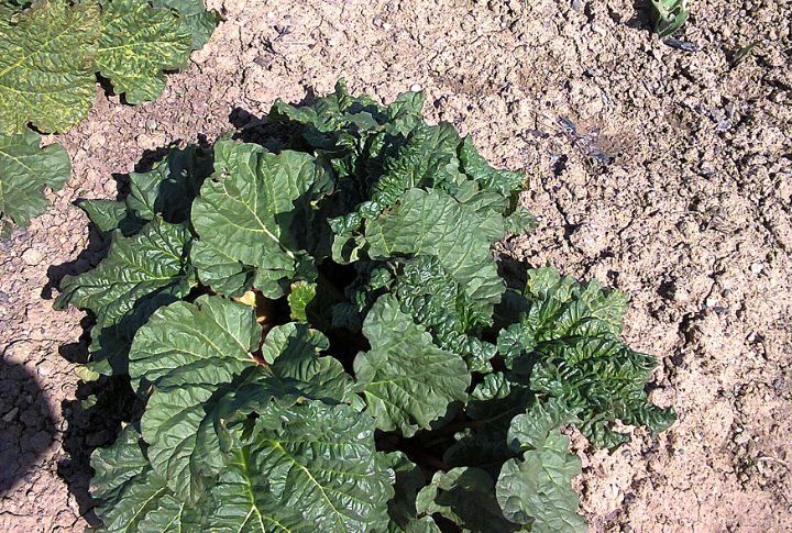 You Can Hear Rhubarb Grow