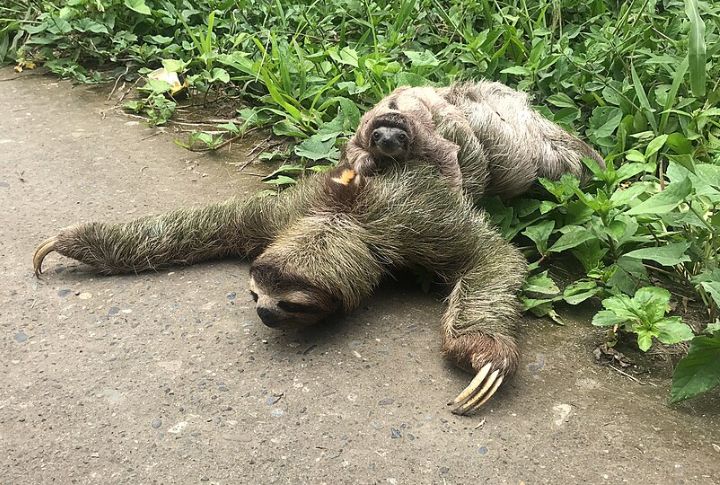Sloths Have A Greater Ability To Hold Their Breath Than Dolphins