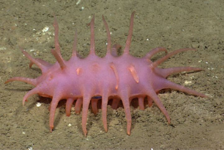Sea Cucumbers Fight With Their Guts