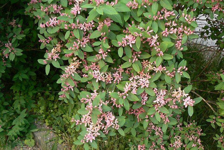 Spot And Remove Young Shrubs Early