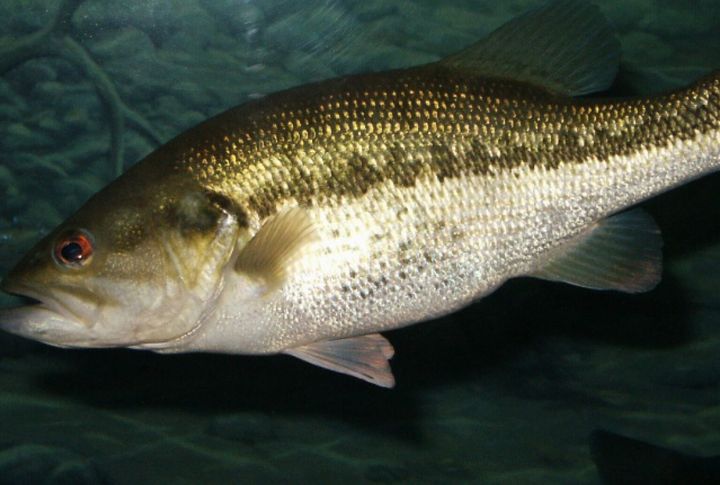 George Perry’s World Record Largemouth Bass (Georgia, 1932)