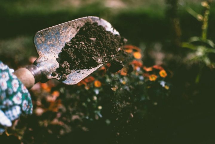 Protect Underground Allies During Shrub Removal