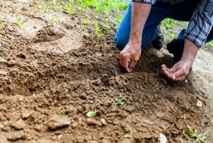 Replant With Native Purpose