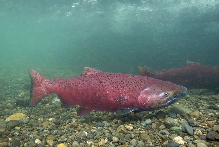 Les Anderson’s King Salmon (Alaska, 1985)