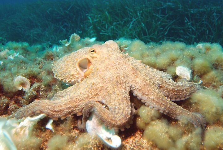 Octopuses Have Three Hearts And Blue Blood