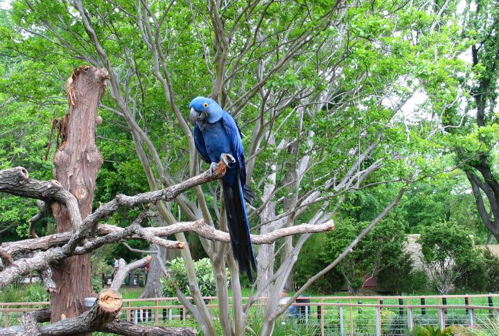 Fort Worth Zoo’s Natural Habitat Wonders
