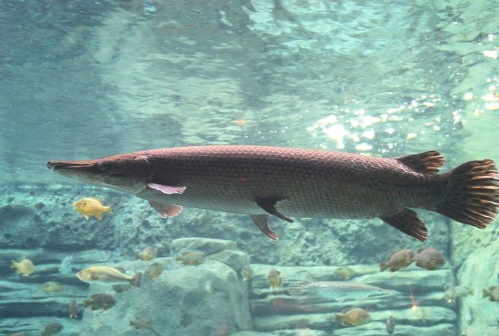 Bill Valverde’s Alligator Gar (Texas, 1951)