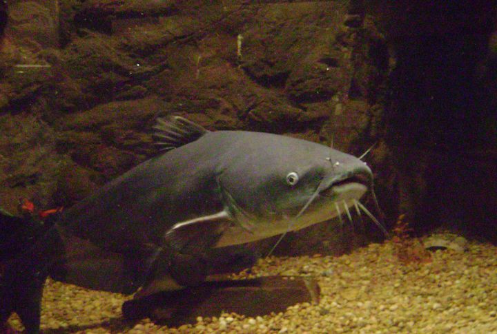 Nick Anderson’s Blue Catfish (Virginia, 2011)