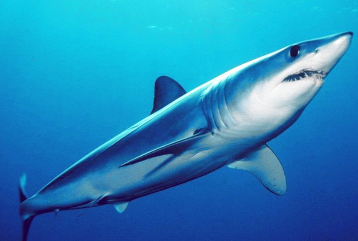 Luke Sweeney’s Mako Shark (Massachusetts, 2001)