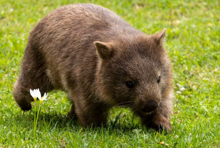 Wombat Poop Is Cube-Shaped