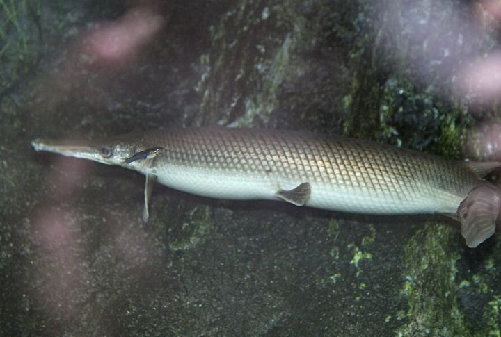 Kirk Kirkland’s Alligator Gar (Texas, 1991)