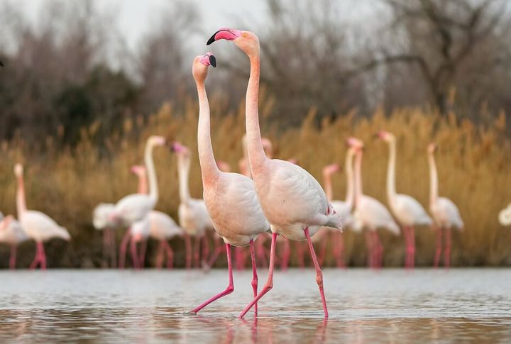 A Group of Flamingos Is Called A “Flamboyance”