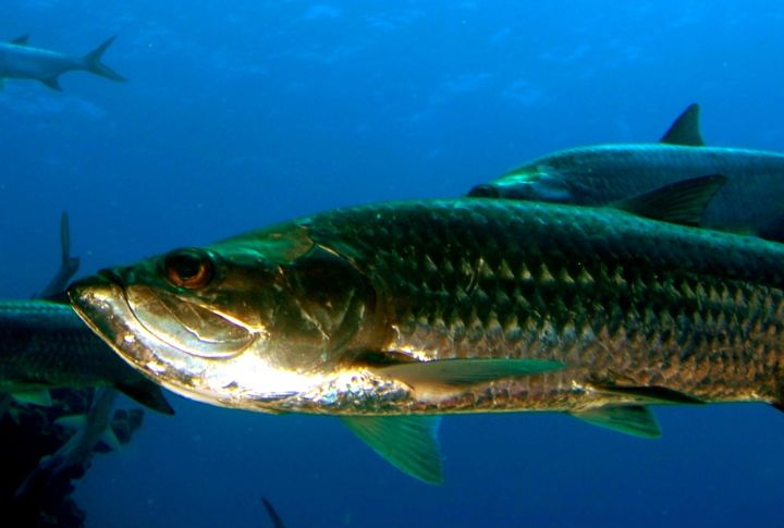 Jim Holland Jr.’s Tarpon (Florida, 2001)