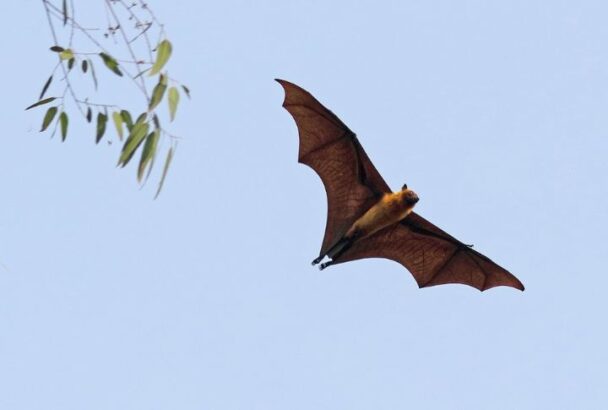 10 Things To Know About Flying Foxes - Housely
