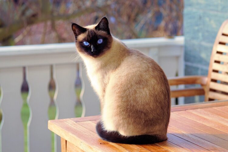cat, siamese cat, fur, kitten, pet, cat breed, feline, domestic, domestic cat, animal, siamese, cat's eyes, cat portrait