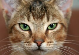 cat, pet, kitten, abyssinian, cat eyes, domestic cat, domestic animal, animal, face, view
