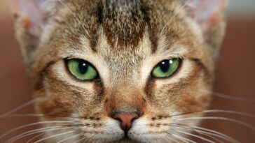 cat, pet, kitten, abyssinian, cat eyes, domestic cat, domestic animal, animal, face, view