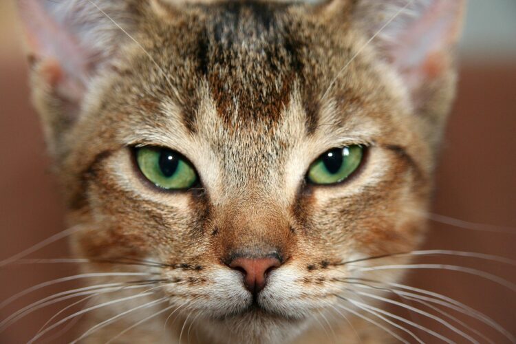 cat, pet, kitten, abyssinian, cat eyes, domestic cat, domestic animal, animal, face, view