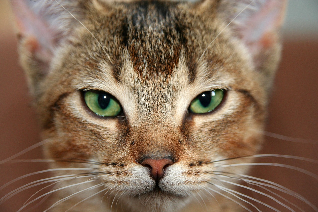 cat, pet, kitten, abyssinian, cat eyes, domestic cat, domestic animal, animal, face, view