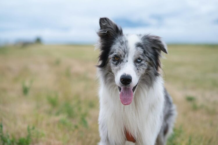 Playful Border Collie enjoying a sunny day in a Poprad field, Slovakia.