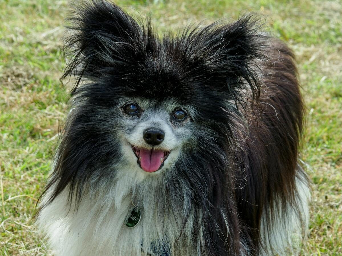 Adorable Pomeranian dog with fluffy fur smiling in a grassy outdoor setting.