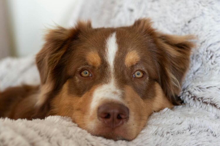 Adorable Australian Shepherd resting on a cozy blanket, showcasing its fluffy fur.