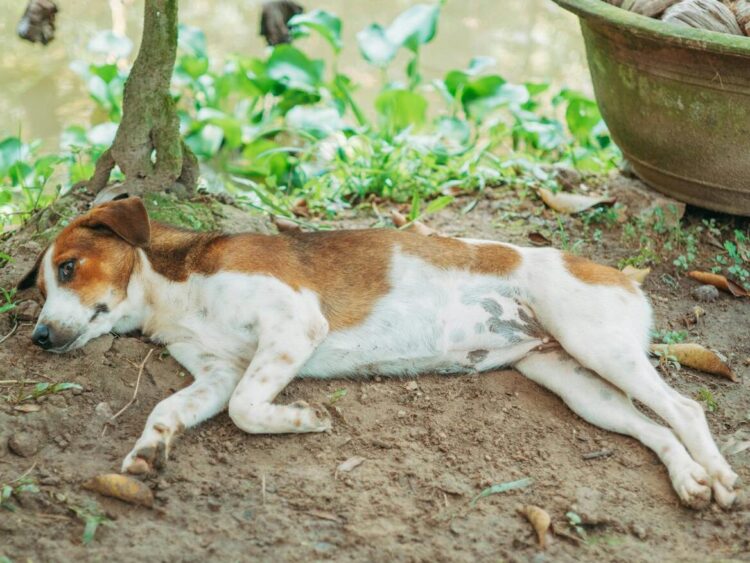 15 Ways You’re Accidentally Hurting Your Dog’s Feelings