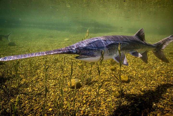 Grant Rader’s Paddlefish (Oklahoma, 2021)