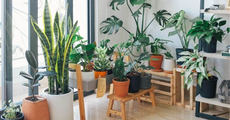 Bring Nature Inside With These 10 Hassle-Free Houseplants